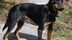 Australian Working Kelpie