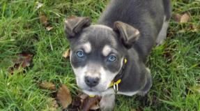 Australian Working Kelpie