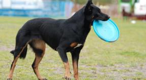 Australian Working Kelpie