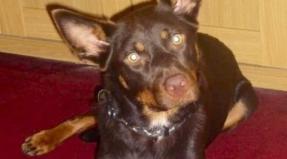 Australian Working Kelpie