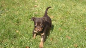Australian Working Kelpie