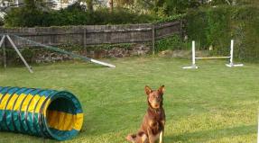 Australian Working Kelpie