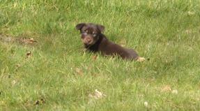 Australian Working Kelpie