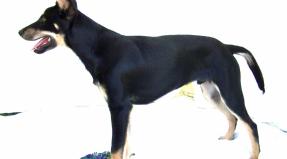 Australian Working Kelpie