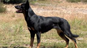 Australian Working Kelpie