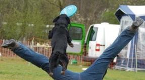 Australian Working Kelpie