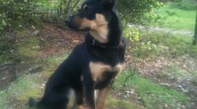 Australian Working Kelpie