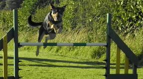 Australian Working Kelpie