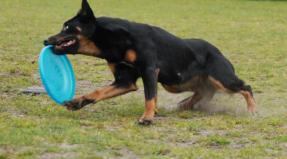 Australian Working Kelpie