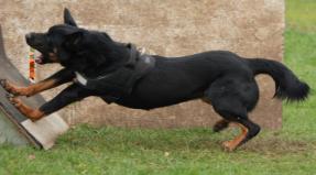 Australian Working Kelpie