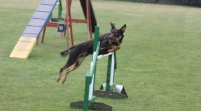 Australian Working Kelpie