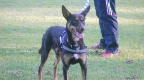 Australian Working Kelpie