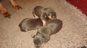 Australian Working Kelpie