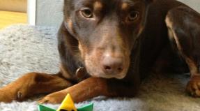 Australian Working Kelpie