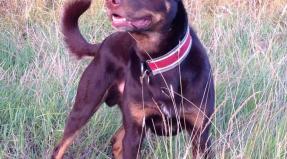 Australian Working Kelpie