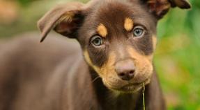 Australian Working Kelpie