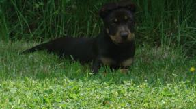 Australian Working Kelpie