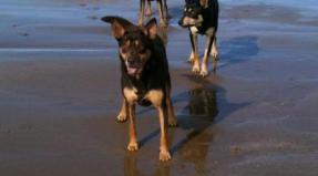 Australian Working Kelpie