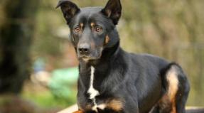 Australian Working Kelpie