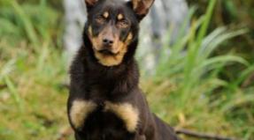 Australian Working Kelpie