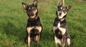 Australian Working Kelpie