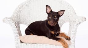 Australian Working Kelpie