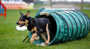 Australian Working Kelpie