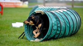 Australian Working Kelpie
