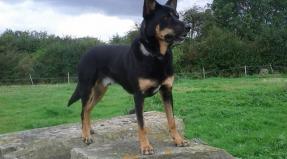 Australian Working Kelpie