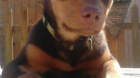 Australian Working Kelpie