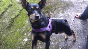 Australian Working Kelpie