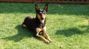Australian Working Kelpie