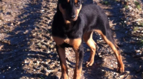 Australian Working Kelpie