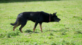 Australian Working Kelpie
