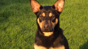 Australian Working Kelpie