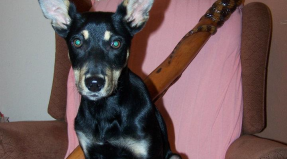 Australian Working Kelpie