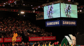 Australian Working Kelpie