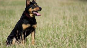 Australian Working Kelpie
