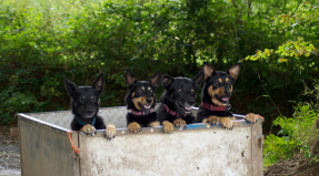 Australian Working Kelpie